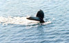 Petermann Island, Antarctica: tail of diving Minke whale - photo by G.Frysinger