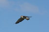 Falkland islands - East Falkland - Port Louis - Red-backed Hawk in flight - Red-backed Buzzard - Buteo polyosoma - photo by Christophe Breschi