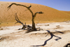 Namib Desert - Dead Vlei, Hardap region, Namibia: dead trees-some of them are 500 years old - photo by Sandia