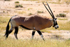 Etosha Park, Kunene region, Namibia: Oryx / Gemsbok - Oryx gazella - photo by Sandia