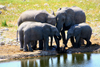 Etosha Park, Kunene region, Namibia: Elephants at a waterhole - Loxodonta africana - photo by Sandia