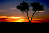 Namibia - Etosha Park, Kunene region: sunset - tree silhouette - photo by G.Friedman