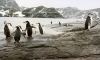 South Orkney islands - Coronation - Penguin colony (photo by G.Frysinger)