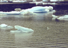 Alaska - Juneau: ice blocks (photo by A.Walkinshaw)