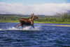 Brooks range, Alaska: a moose crossing Kobuk river - photo by E.Petitalot