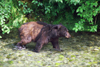 Alaska - Yukon river: bear looking for salmons - photo by E.Petitalot