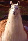 Alaska - Anchorage / ANC: Llama / Lama at the zoo - Lama glama - camelid - photo by F.Rigaud