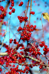 Alaska - Fairbanks / FAI: berries