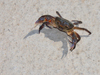 Pogradec, Kor County, Albania: Ohrid Lake - crab on the white sand - defensive posture - photo by J.Kaman