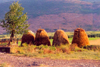 Albania / Shqiperia - Lezhe: Gheg rural life - haystacks on the road to Tirana - photo by M.Torres