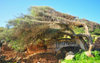 Tipasa, Algeria / Algrie: olive tree shaped by the Mediterranean wind | olivier faonn par le vent marin - photo by M.Torres