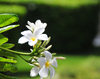 Barnes Bay, West End, Anguilla: plumeria - frangipani flowers at the Viceroy Anguilla resort - photo by M.Torres