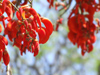 Argentina - Salta - National flower of Argentina - the ceibo - Erythrina crista-galli -  Cerro San Bernardo - images of South America by M.Bergsma