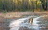 Australia - Cape Melville NP (Queensland): dingo - photo by Luca Dal Bo