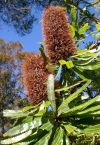 Australia - Queensland: Banskia flowers - Banskia ashbyi - photo by Luca Dal Bo