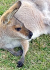 Australia - Queensland: Red Neck wallaby (photo by Luca Dal Bo)