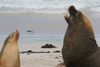 Australia - Seal Bay - Kangaroo Island (SA): male and female Australian sea lions - photo by R.Zafar