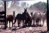 Australia - Cattle Station (NT): horse muster - photo by  Picture Tasmania/Steve Lovegrove