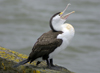 Australia - South Australia: Cormorant open-mouthed - photo by G.Scheer