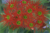 Australia - Victor Harbor, South Australia: Red Flowering Gum - photo by G.Scheer