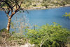 Bonaire/ BON: vegetation along the shore - ABC islands - photo by G.Frysinger