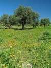 Bosnia / Bosnia / Bosnien - Olive grove - maslina - olive trees (photo by J.Kaman)