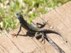 Brazil / Brasil - Foz do Iguau (Parana): lizard basking in the sun - Iguau National Park - photo by M.Bergsma