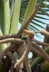 Ouagadougou, Burkina Faso: palm tree male inflorescence - complex spadix -  spike inflorescence having small flowers borne on a fleshy stem - photo by M.Torres