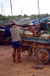 Cambodia / Cambodge - Cambodia - Siem Reap: Vietnamese floating village - fishermen unload the day's catch (photo by M.Torres)