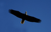 Canada - Ontario - Bald Eagle in flight - Haliaeetus leucocephalus - also known as the American Eagle, the national bird of the United States - fauna - photo by R.Grove