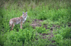 Canada / Kanada - Saskatchewan: wolf - Northern Saskatchewan - photo by M.Duffy