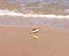 Cape Verde / Cabo Verde - Sal island: beach bum - um vadio na praia - photo by M.Torres