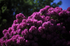 Isla Teja, Valdivia, Los Ros, Chile: rhododendrons in bloom - flowers - photo by C.Lovell