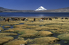 Lauca National Park, Arica and Parinacota region, Chile: alpacas graze at 4.500 m on the swampy shores of Lago Chungar, below Mt. Sajama - Norte Grande - photo by C.Lovell