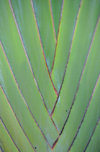 Moroni, Grande Comore / Ngazidja, Comoros islands: Travellers Palm detail - Ravenala madagascariensis - photo by M.Torres