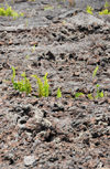 Goma, Nord-Kivu, Democratic Republic of the Congo: ferns start to grow on the lava field from the Nyiragongo volcano - photo by M.Torres