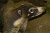 Costa Rica, near San Jose: Coati - genus Nasua, family Procyonidae - Nasua narica - photo by B.Cain