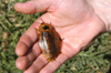 Costa Rica: giant cockroach in hand - Archimandrita tessellata - insect - bug - fauna - photo by B.Cain