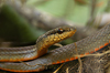 Costa Rica, Monteverde Cloud Forest Reserve, Puntarenas province: snake - reptile - photo by B.Cain