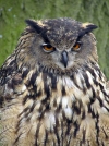 Czech Republic - Owl / Vr velk / Bubo Bubo - photo by J.Kaman