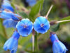 Russia - Dagestan - Tsumada rayon: bells (photo by G.Khalilullaev)