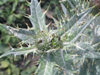 Russia - Dagestan - Tsumada rayon: thorny leaves (photo by G.Khalilullaev)