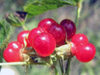 Russia - Dagestan - Tsumada rayon: berries (photo by G.Khalilullaev)