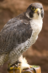 Exmoor NP, Somerset, South West England, UK: Peregrine falcon in Exmoor Falconry - photo by I.Middleton