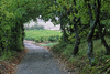 Vaucluse, PACA, France: a Provence country road and vineyard - photo by C.Lovell