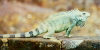 French Guiana - Iles du Salut: resident Iguana (photo by G.Frysinger)