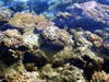 French Polynesia - Moorea / MOZ (Society islands, iles du vent): coral in a lagoon - photo by R.Ziff