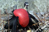 Galapagos Islands - Genovesa island: frigate bird performing a show - Fregata minor - aka man-of-war bird, family Fregatidea - photo by R.Eime