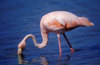 Floreana Island, Galapagos Islands, Ecuador: Greater Flamingo (Phoenicopterus ruber) feeding on a lagoon - photo by C.Lovell