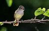 Isla Isabela / Albemarle island, Galapagos Islands, Ecuador: Large-billed (Galapagos) Flycatcher (Myiarchus magnirostris) - photo by C.Lovell